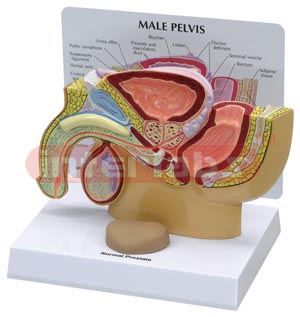 Male Pelvis with Prostate